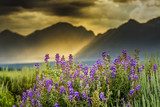 Purple Lupines in the Tetons 