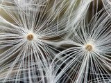 Seeds of a dandelion.Macro. Extreme closeup 