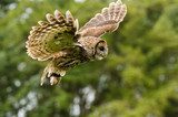 Tawny Owl flying 