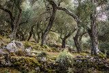 Olivenbestand 