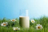 Glass of milk in grass with daisies 