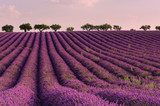 Lilac sunrise at summer lavender field near Valensole, Provence, France