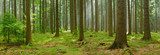 Spruce Tree Forest, Sunbeams through Fog, Creating a Mystic Atmosphere