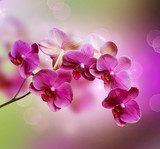 W kolorach magicznej orchidei,,,