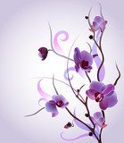 Akwarelowe orchidee.