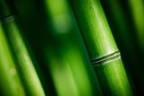 Solidna podstawa zieleni. Bambus.