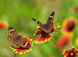 Buckeye butterflies on Indian Blanket flowers 