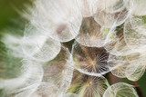 Dandelion with seeds 