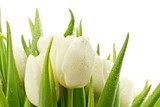 Lekkość tulipanowego uśmiechu