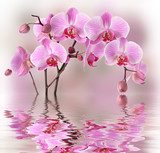 Piękno różowej orchidei