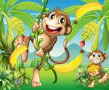 Two monkeys near the banana plant 