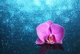 Orchid in water with lights 