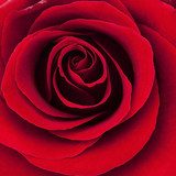 passionate rose 
