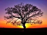 Big tree silhouette, sunset 