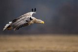 Adult white-tailed eagle in flight 