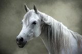 White horse 