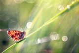 butterfly on a blade of grass dew freshness 