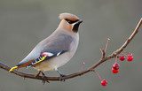 Bohemian Waxwing perched on a twig with berries 
