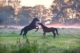 horses fighting on misty pasture 