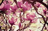 W doskonałym kwiecie magnolii