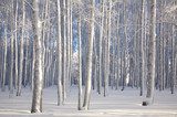 Winter birches in sunlight