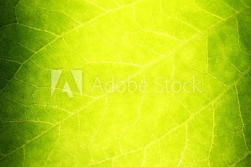 Greed Leaf Texture Closeup