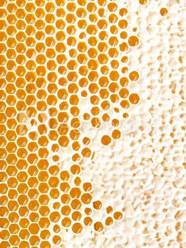 honey making in honeycombs