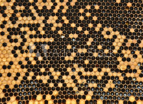 honeycombs with sealed cells