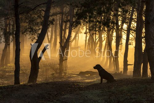 Dog sits in a tight fog in pine forest at dawn in the morning in