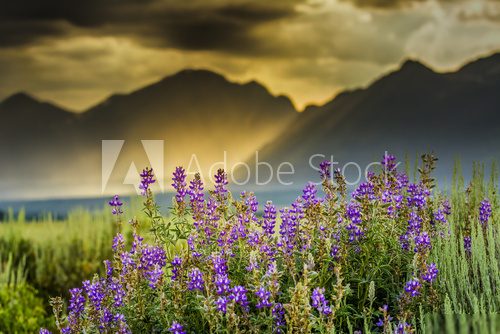 Purple Lupines in the Tetons
