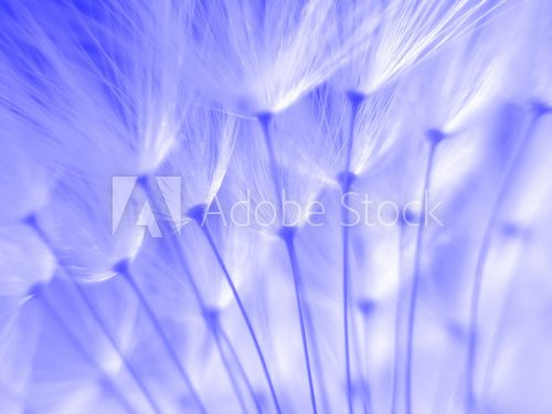blue dandelion seeds