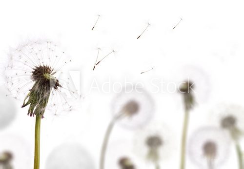 white dandelion on field
