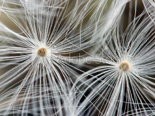 Seeds of a dandelion.Macro. Extreme closeup