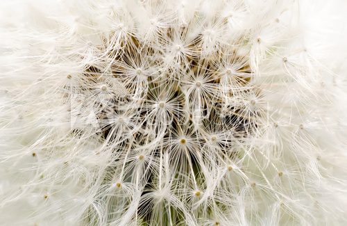 background dandelion