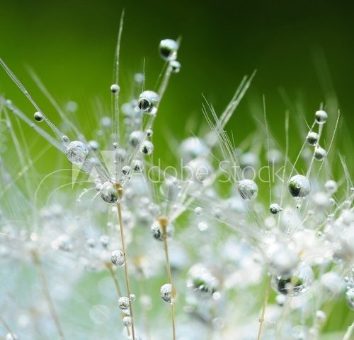 Dandelion seeds with drops