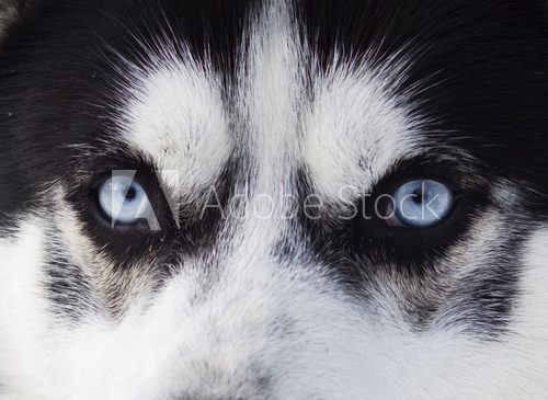 Close up on blue eyes of husky