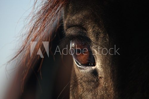 Close up of brown horse eye