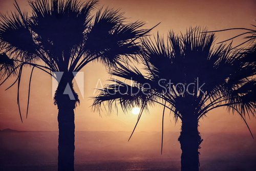 Two palm and sunset. Vintage photo