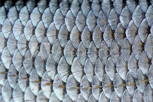 Real Roach Fish Scales Background