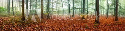 Wald Panorama im Herbst 