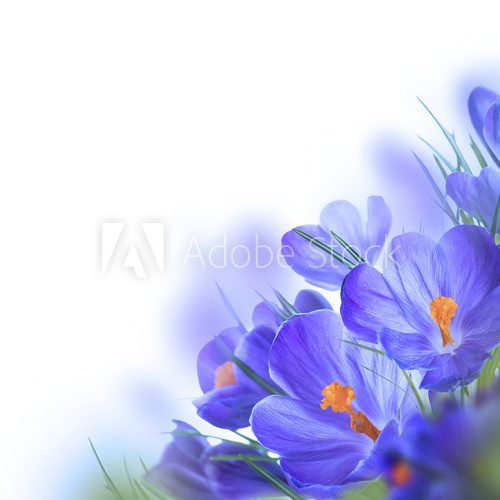 Spring crocus flower background