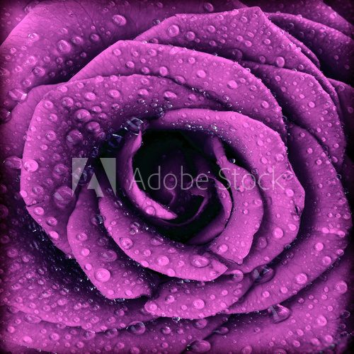 Purple dark rose background