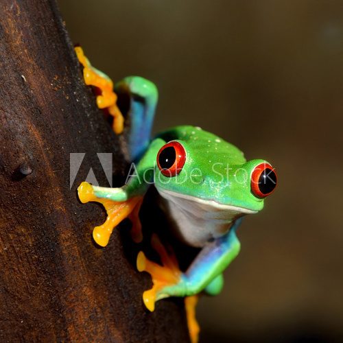 Green tree frog (Agalychnis callidryas) with red eyes, close-up.Terrarium, zoo laboratory. Nature, wildlife, biology, zoology, herpetology, science, education, graphic resource, design, 3D, copy space