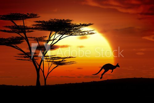 kangaroo sunset australia
