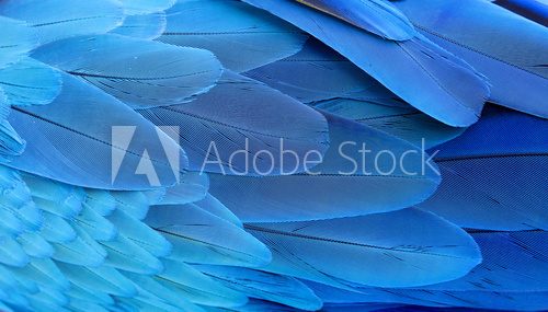 Blue and gold macaw feathers.