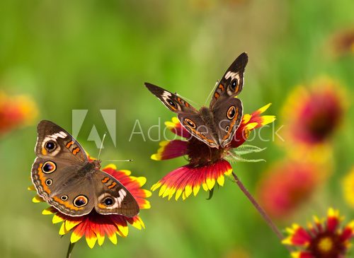 Buckeye butterflies on Indian Blanket flowers