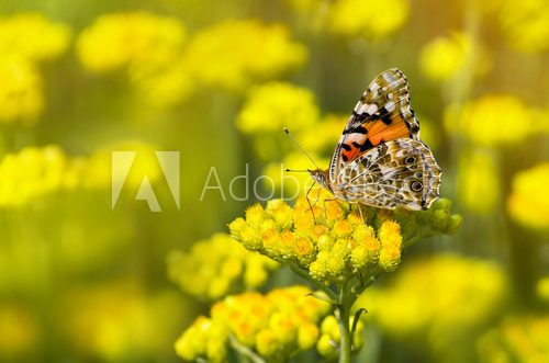 Painted Lady butterfly  on a flowering immortelle
