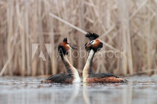 Great Crested Grebe Podiceps cristatus making love