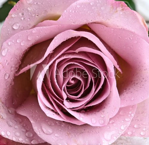 Schöne, violette Rose