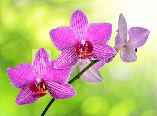purple orchid on green background